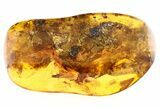 Fossil Spider (Araneae) & Large Termite (Isoptera) In Baltic Amber #284593-1